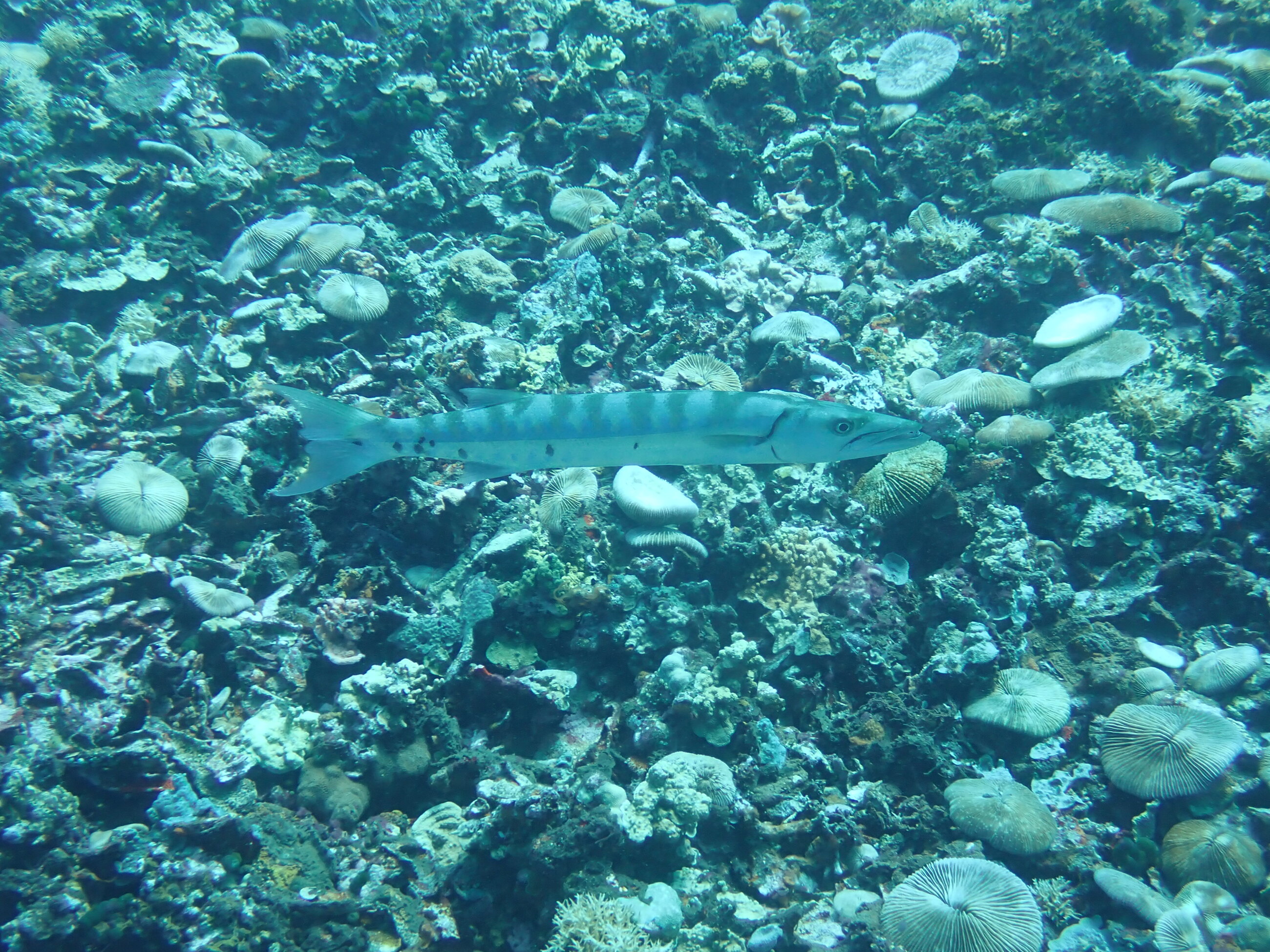 Barracuda