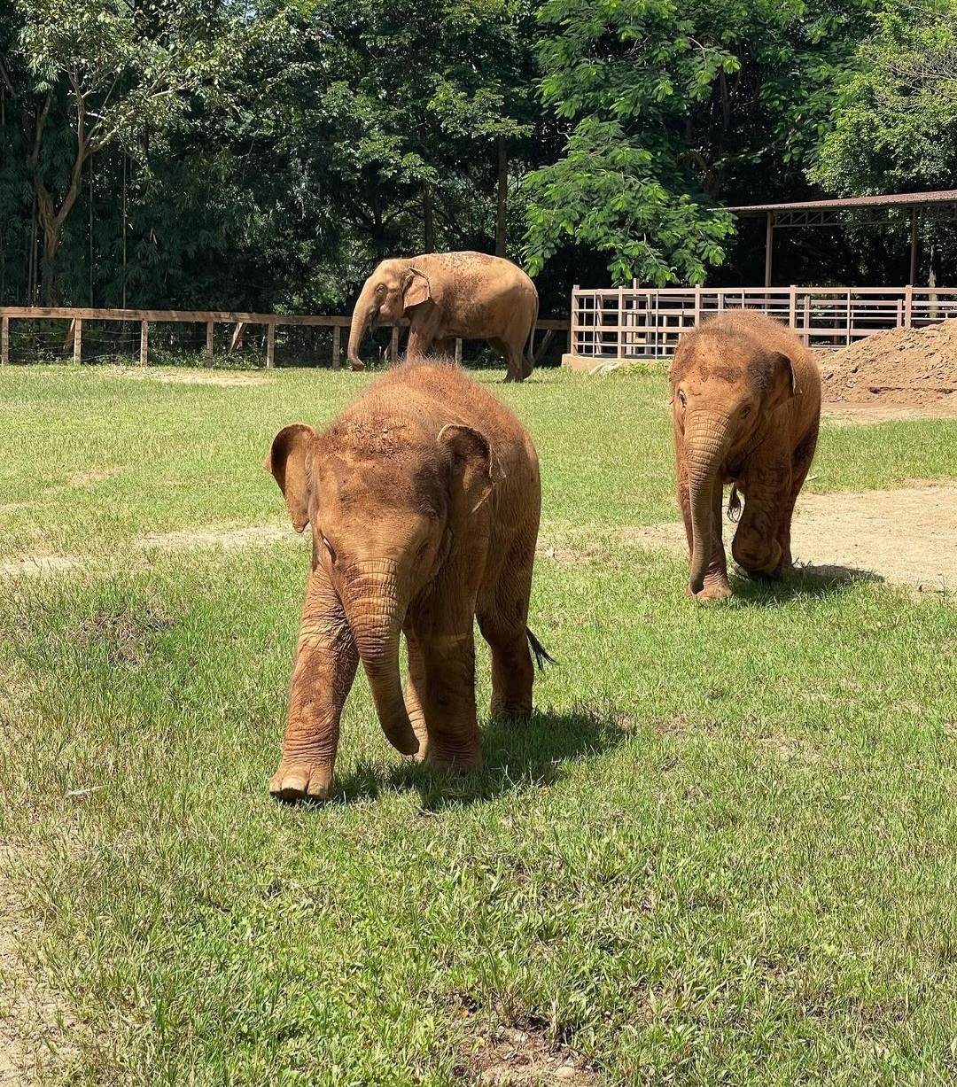 Elephant walk