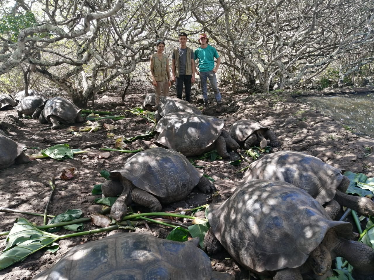 Feeding tortoises 