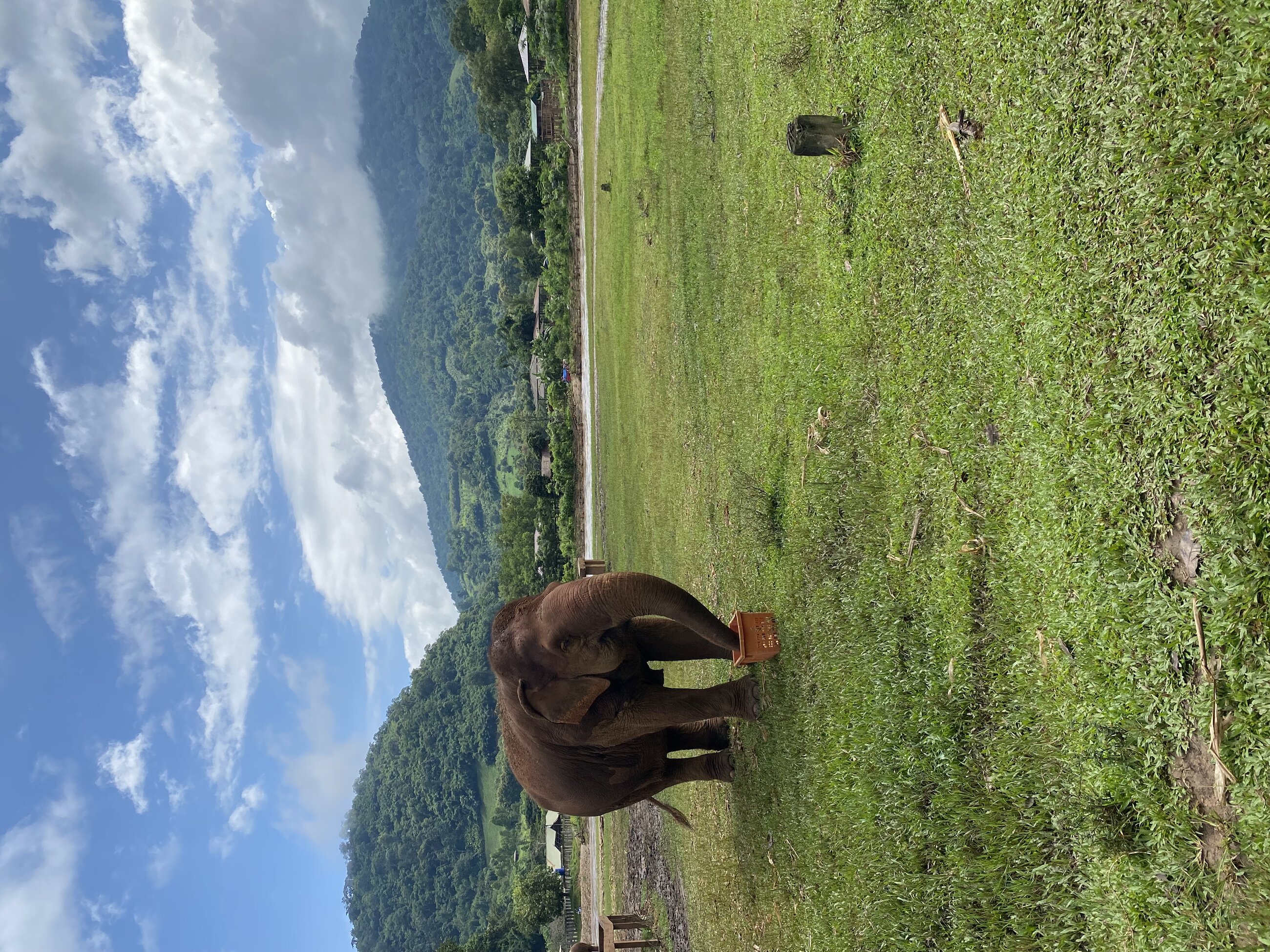 Elephant at ENP eating bananas 