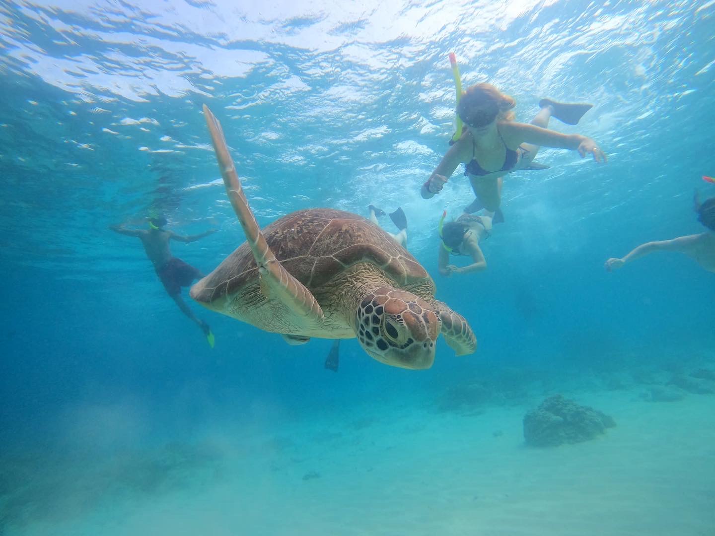 Swimming with turtles