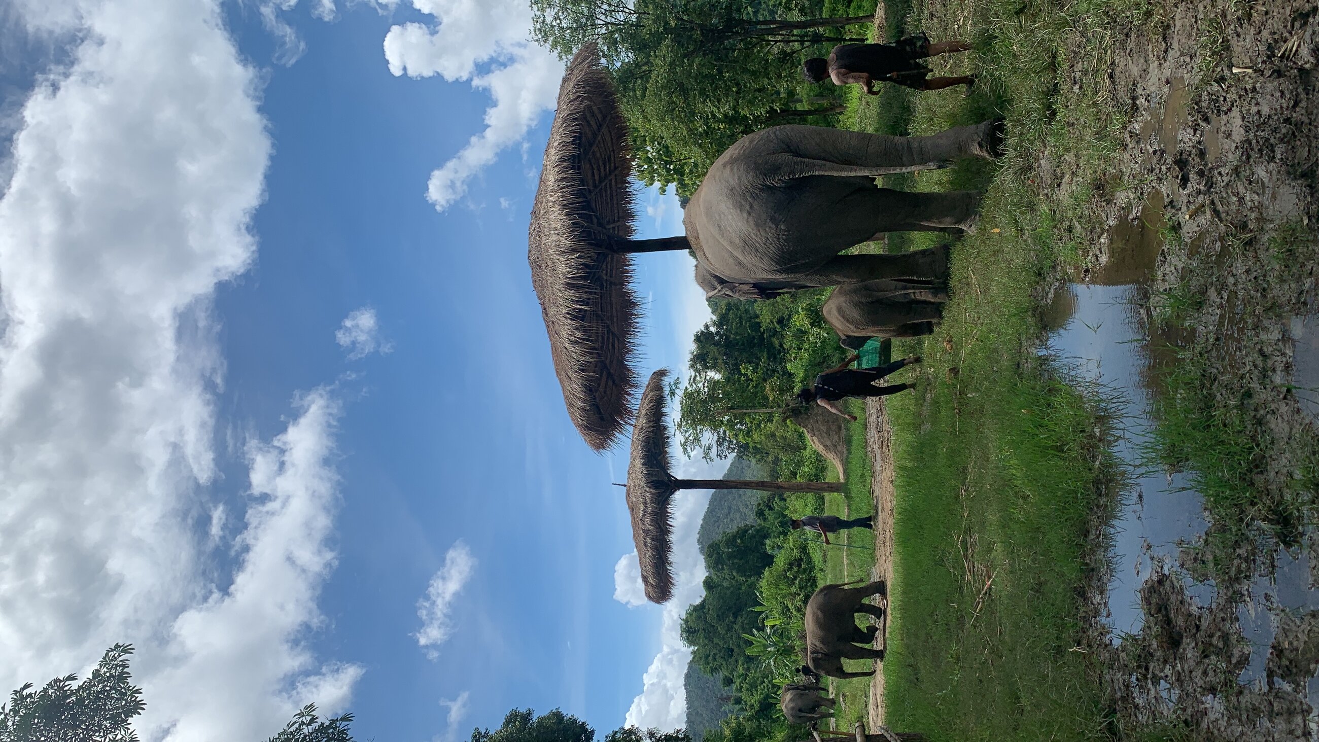 Elephant sanctuary