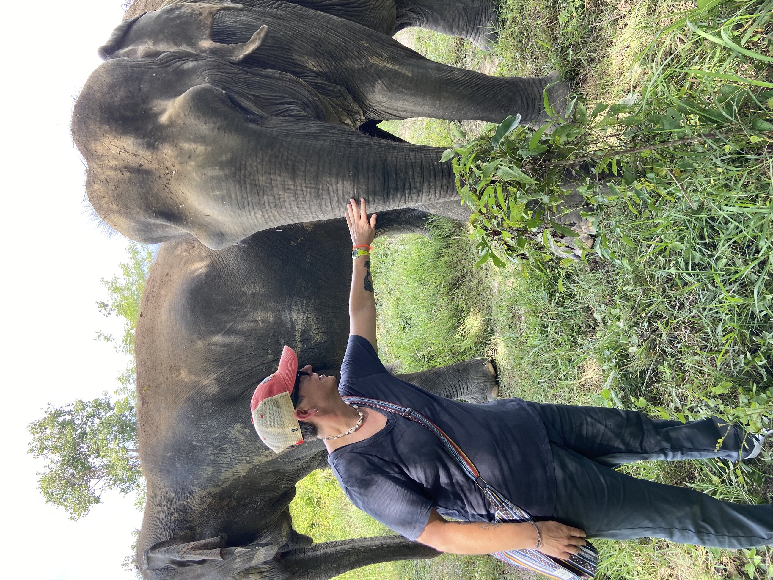 Elephants