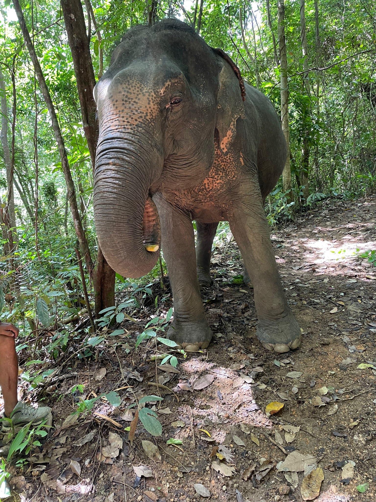 Reserva Natural de Elefantes en Phuket