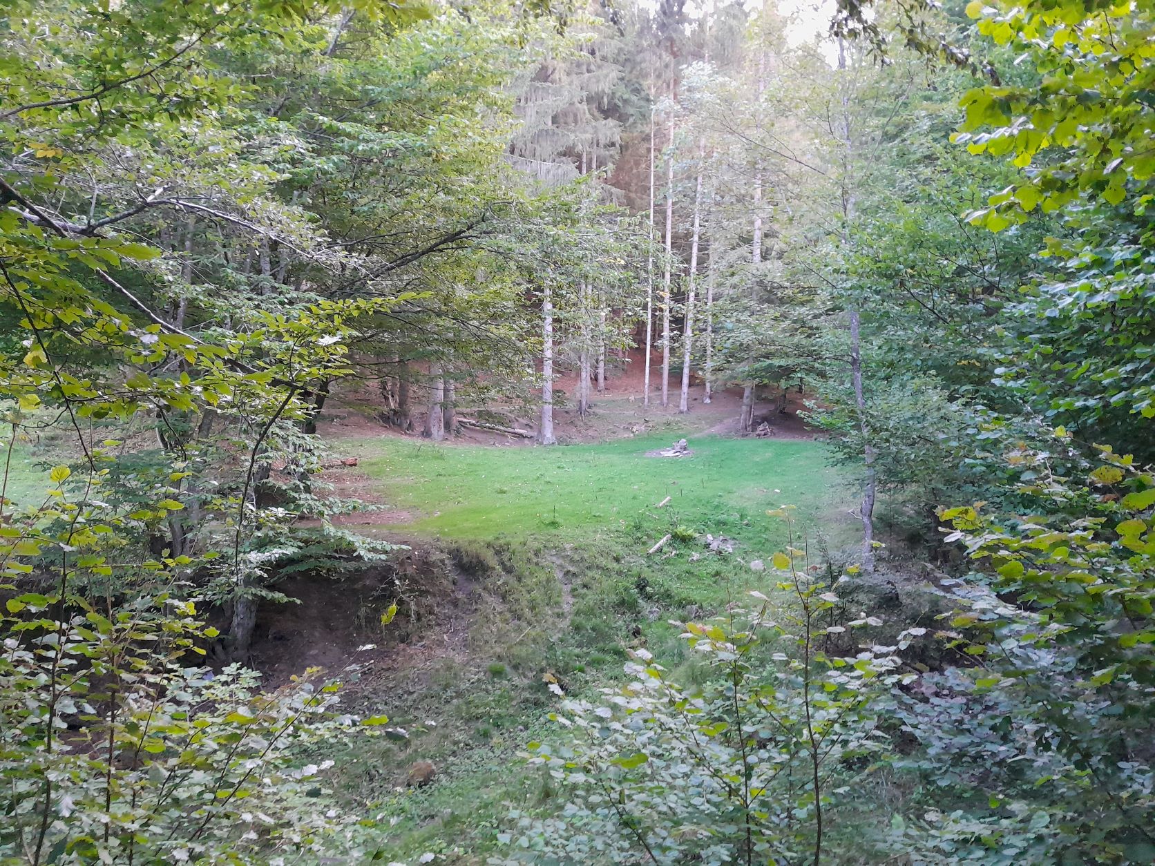 Forest in the Carpathians, Romania