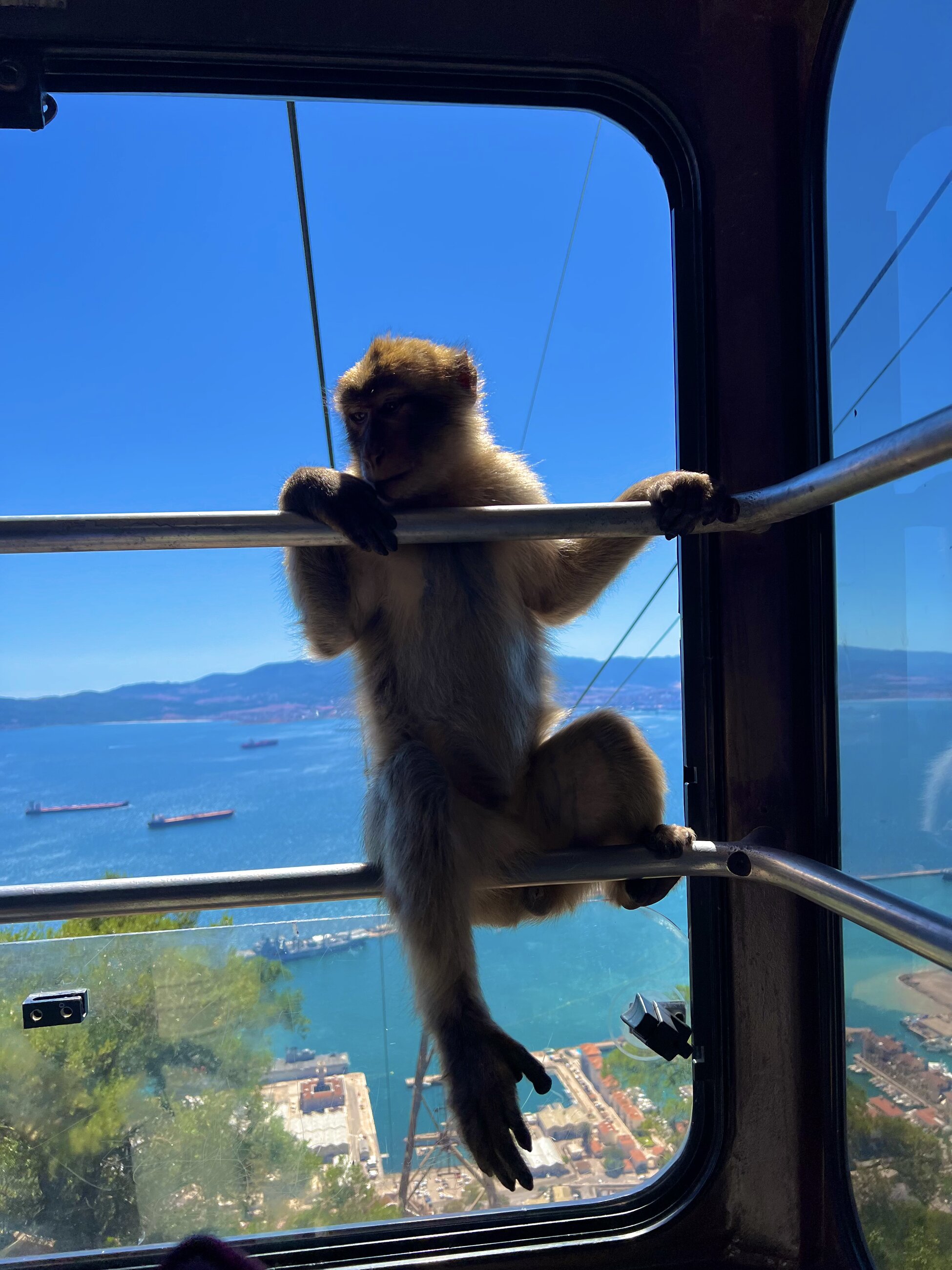 Monkey hanging on a cable car headed up to the peak of Gibraltar