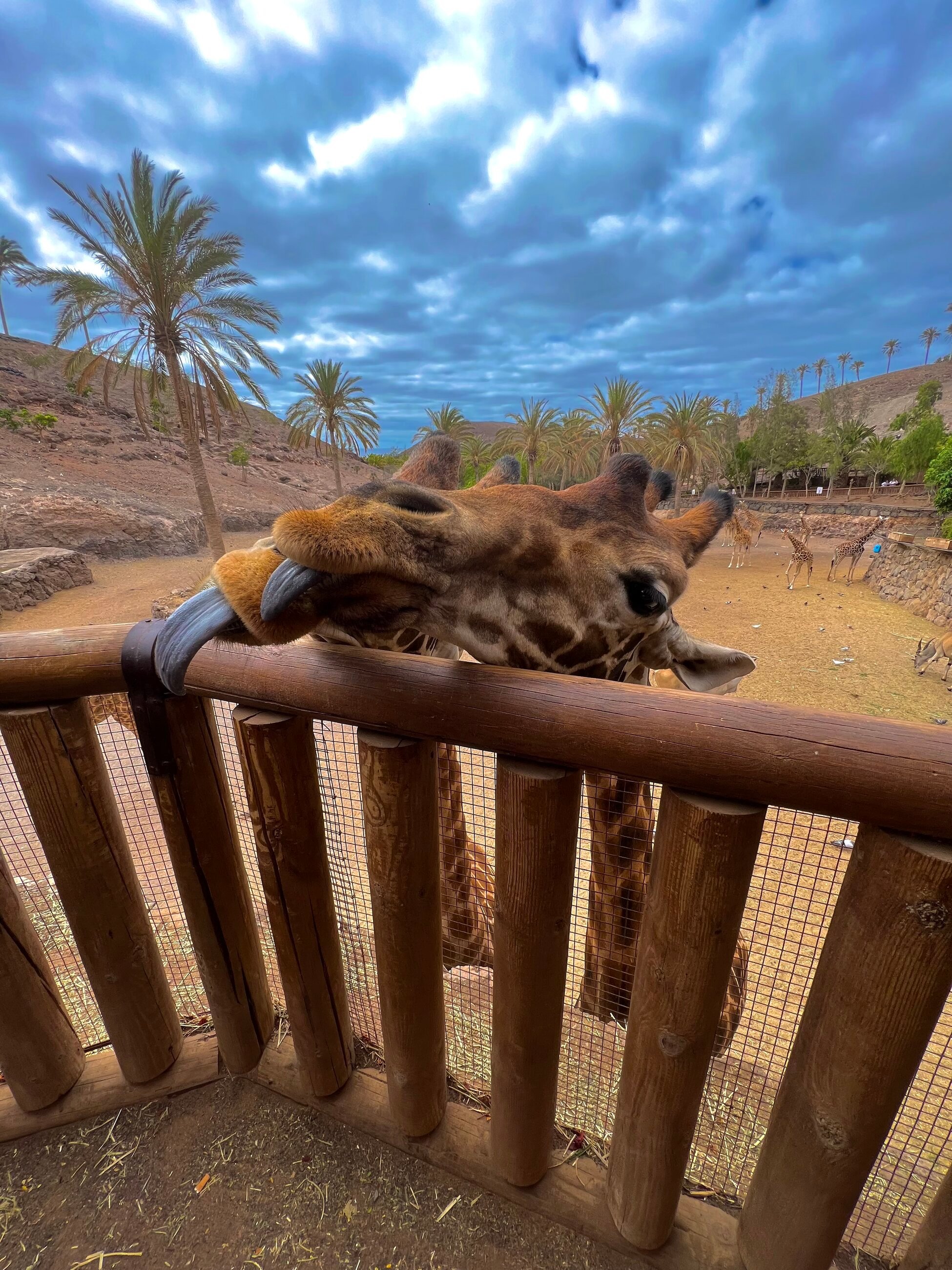 Giraffes in Oasis Wildlife Fuerteventura