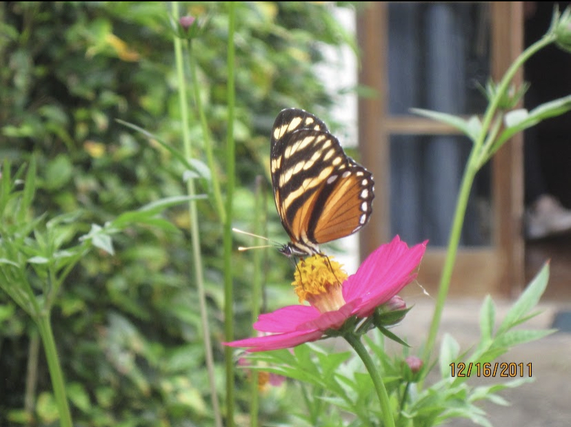 Beautiful Butterflies!