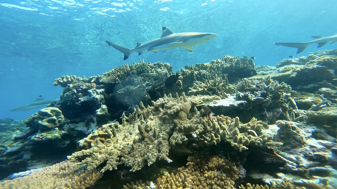 Shark encounters.
