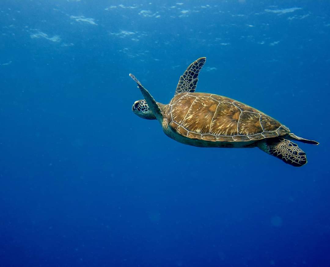 Swimming with sea turtles