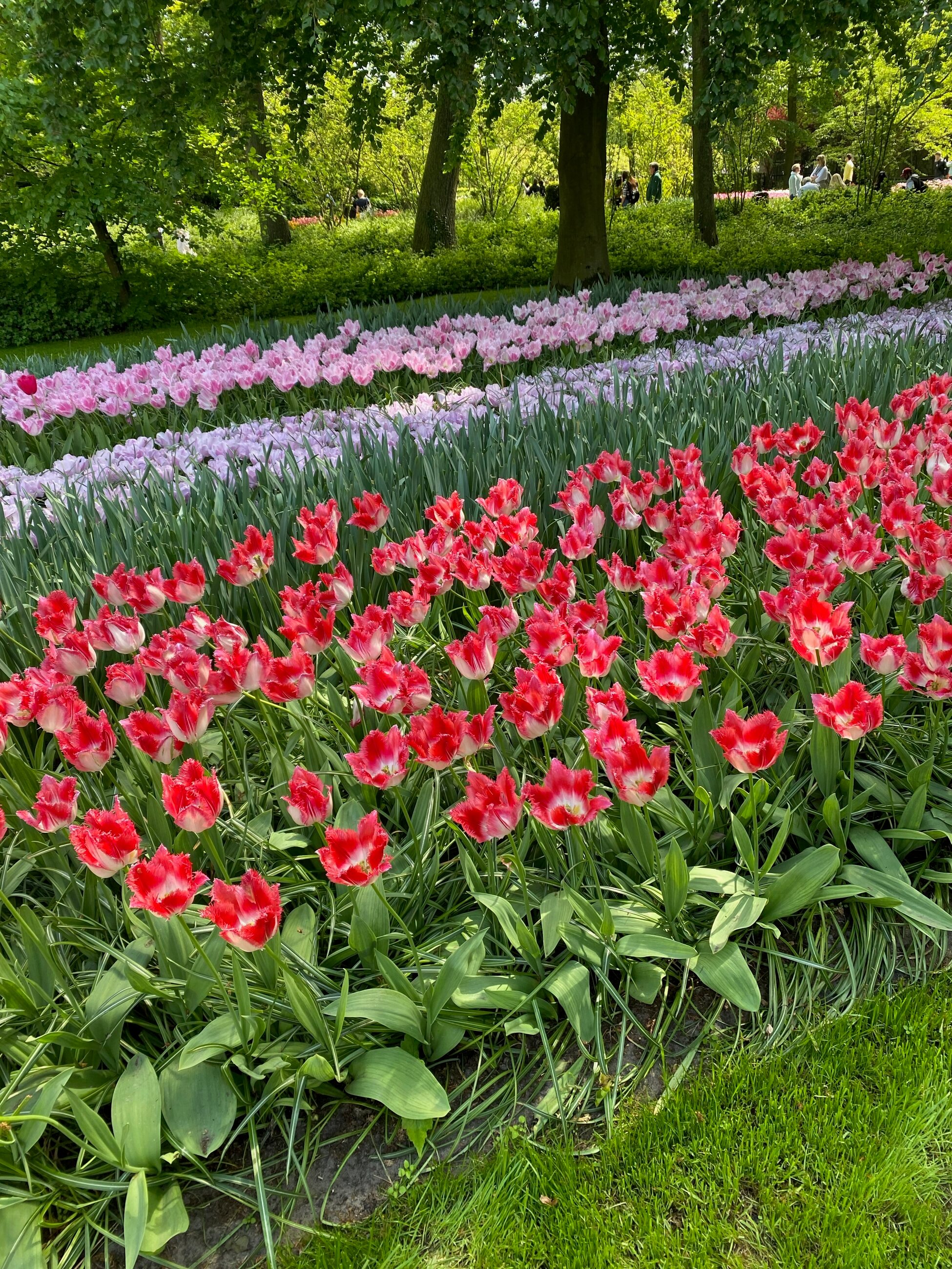 Amsterdam - a tulip capital!