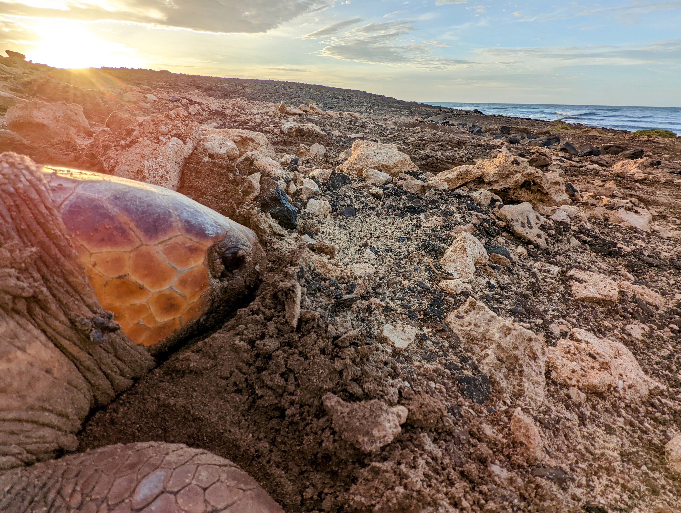 Morning photo of a turtle