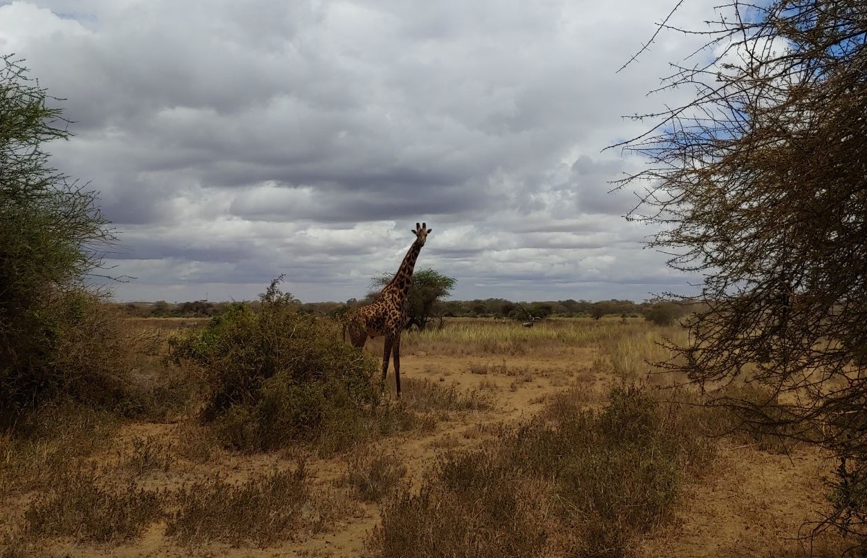 Giraffe near Kimana Sanctuary, Kenya