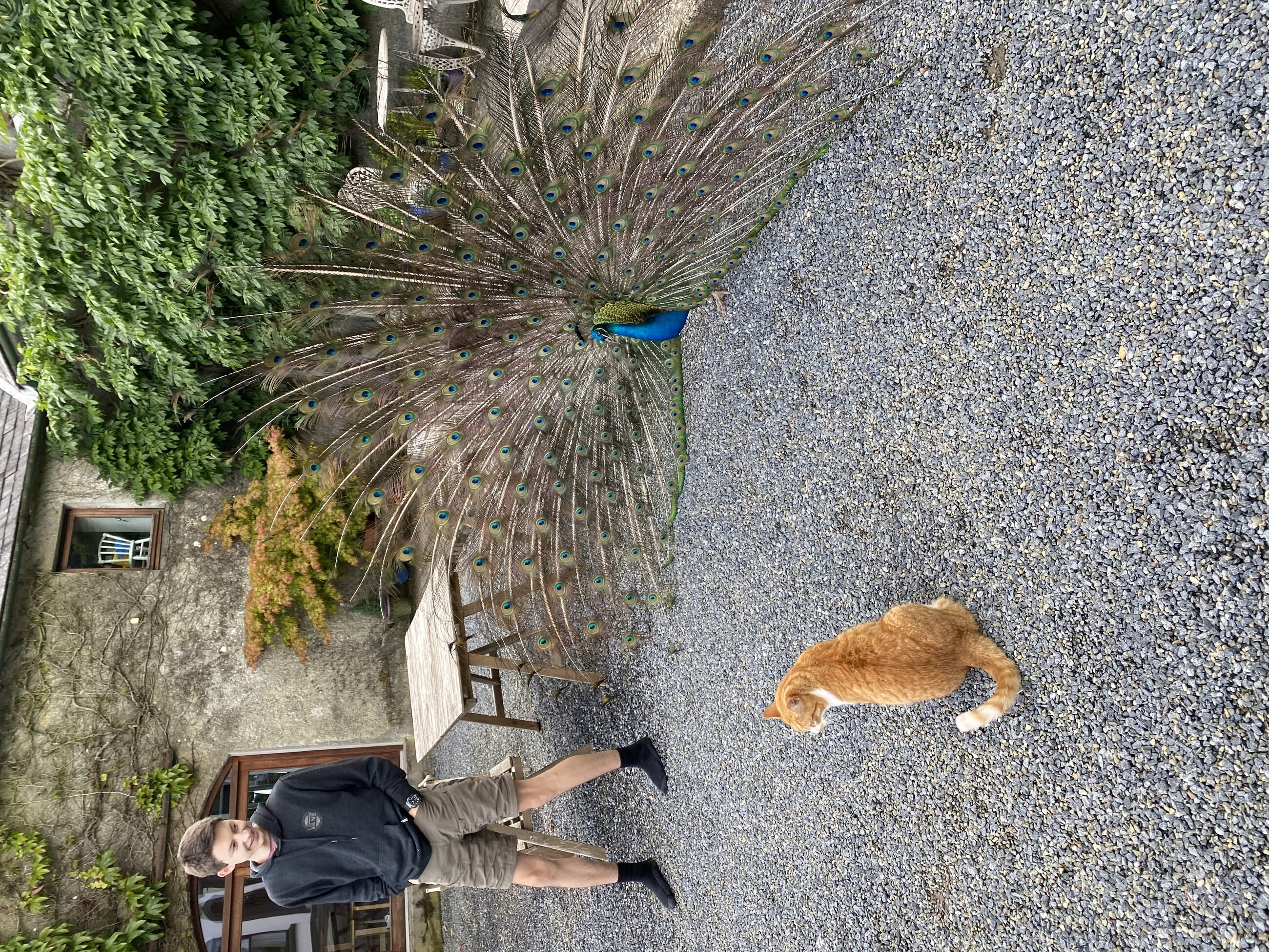 Iconic duo - George the peacock and cash.