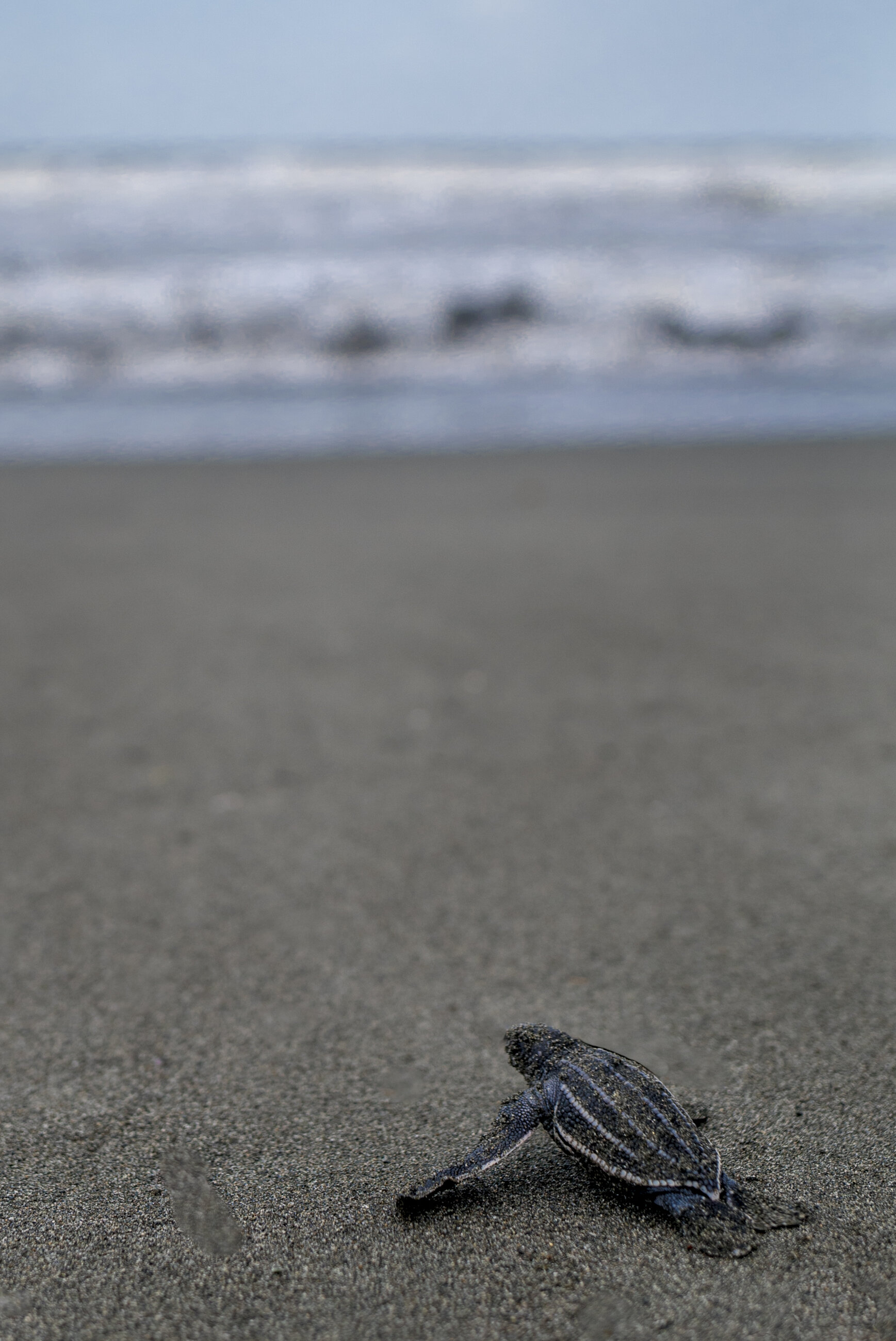 Releasing baby Turtles