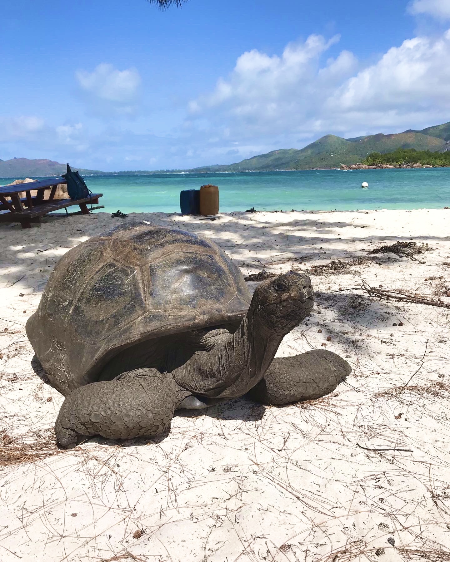 One of over 100 Aldabra tortoises on the island!