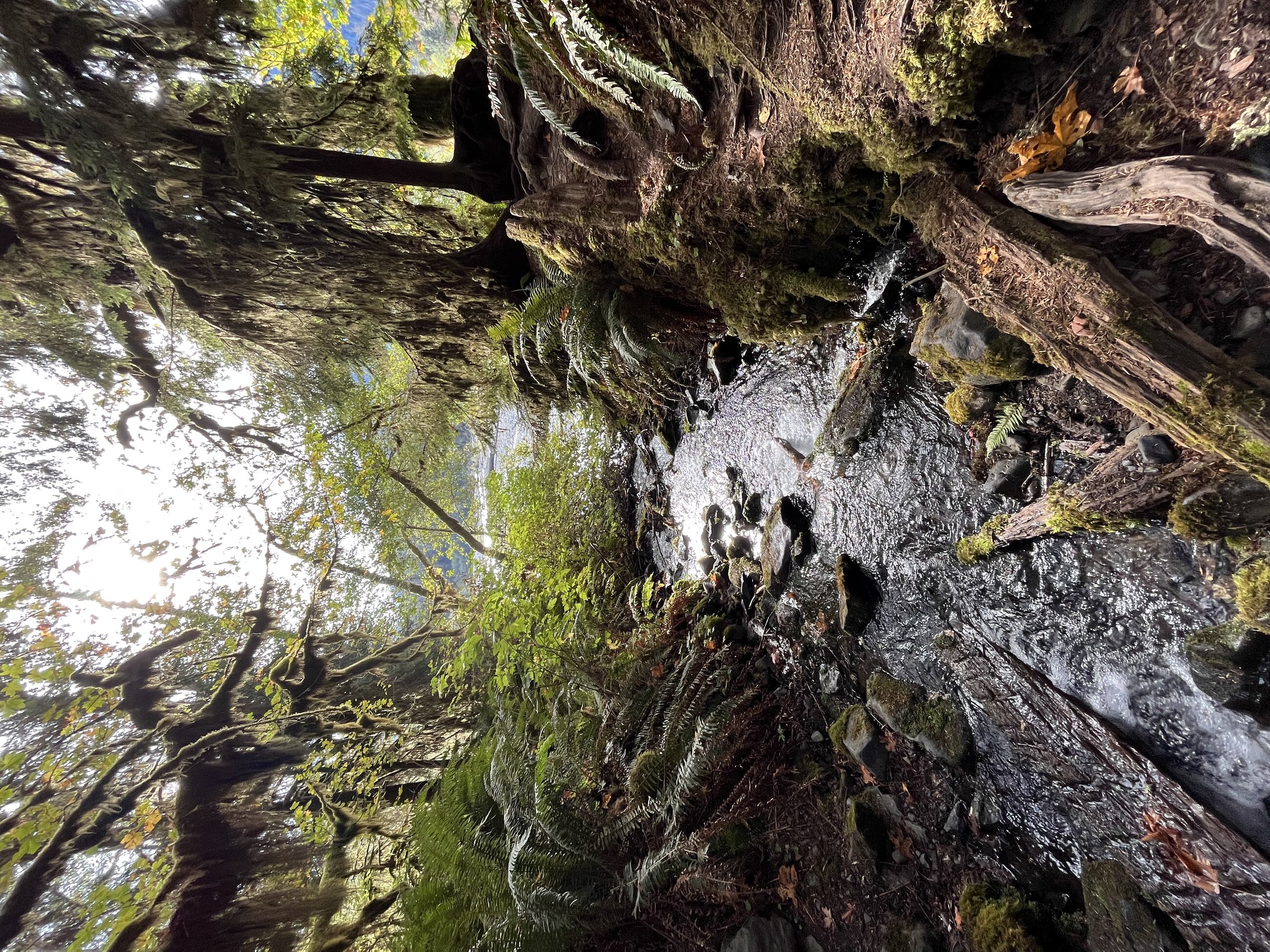 creek in the hoh rainforest (WA)