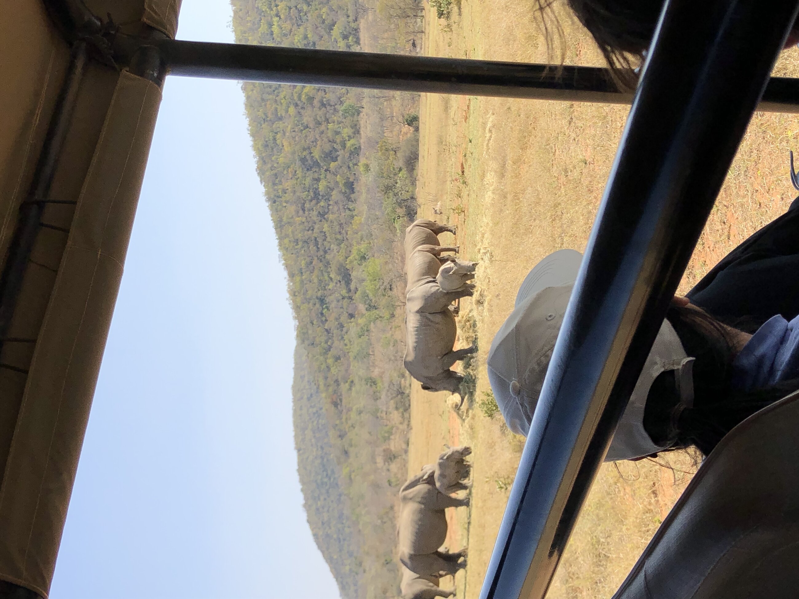 Rhino monitoring