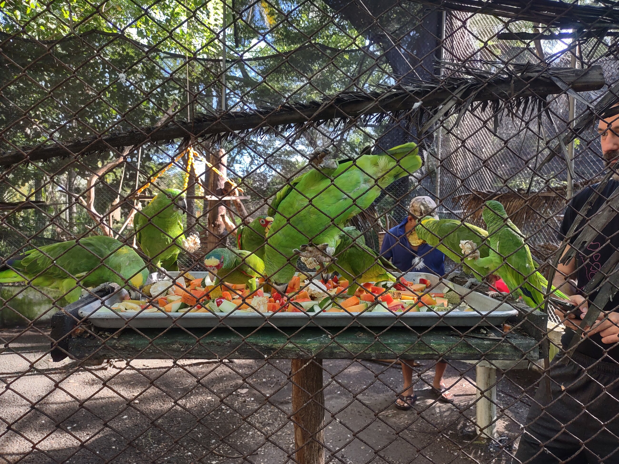 Parrots Feasting 
