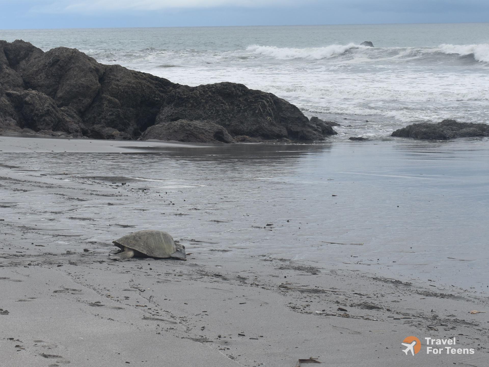 Turtle after laying eggs.