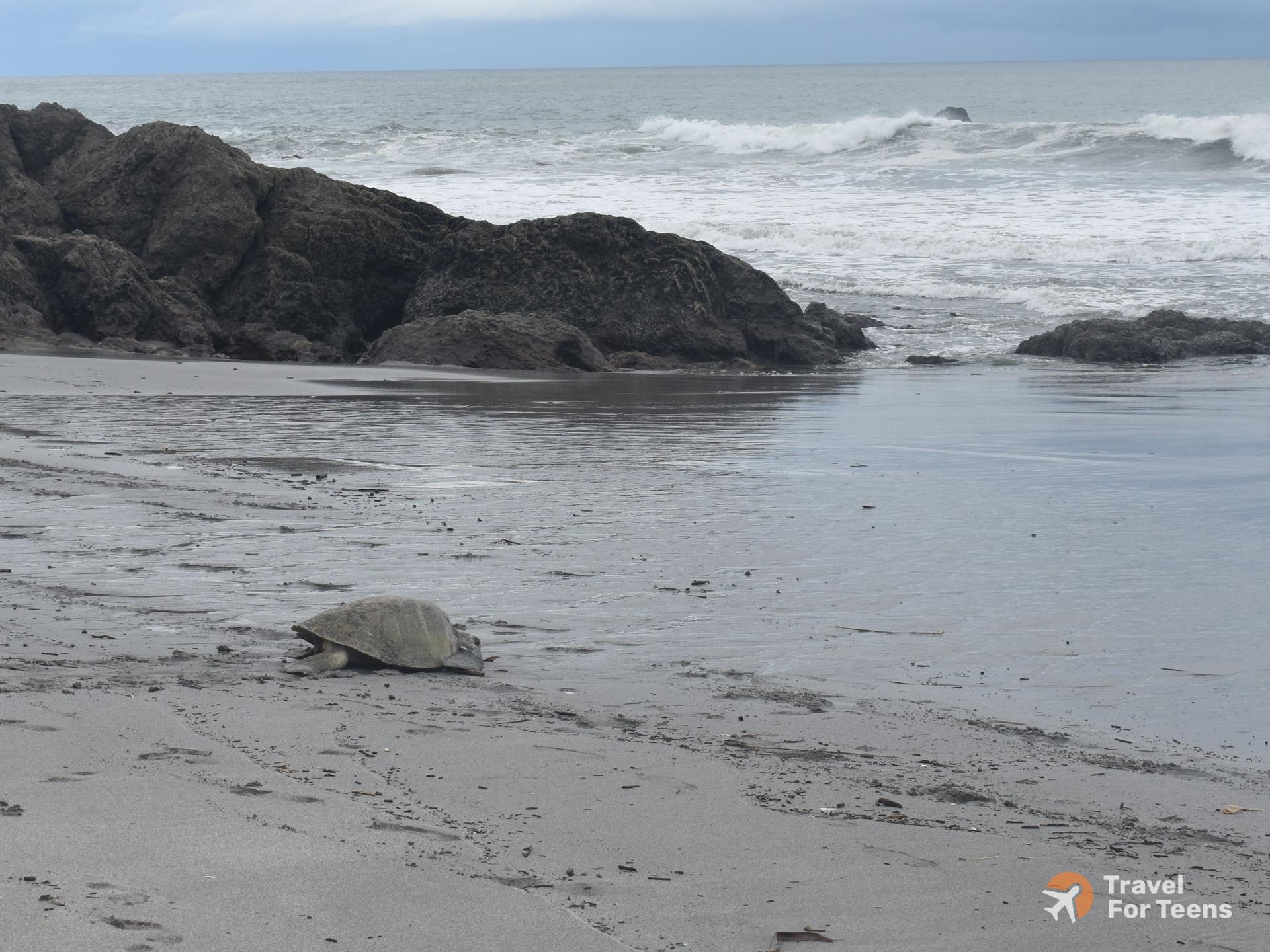 Turtle after laying eggs. 