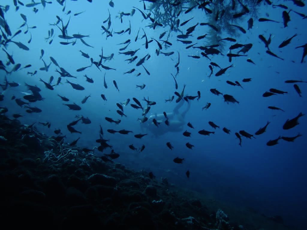 Happiest whilst diving !