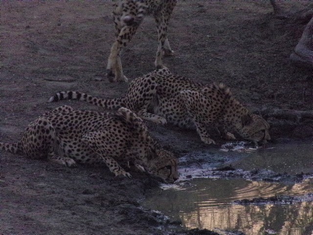 Cheetah coalition on Karongwe drinking water 