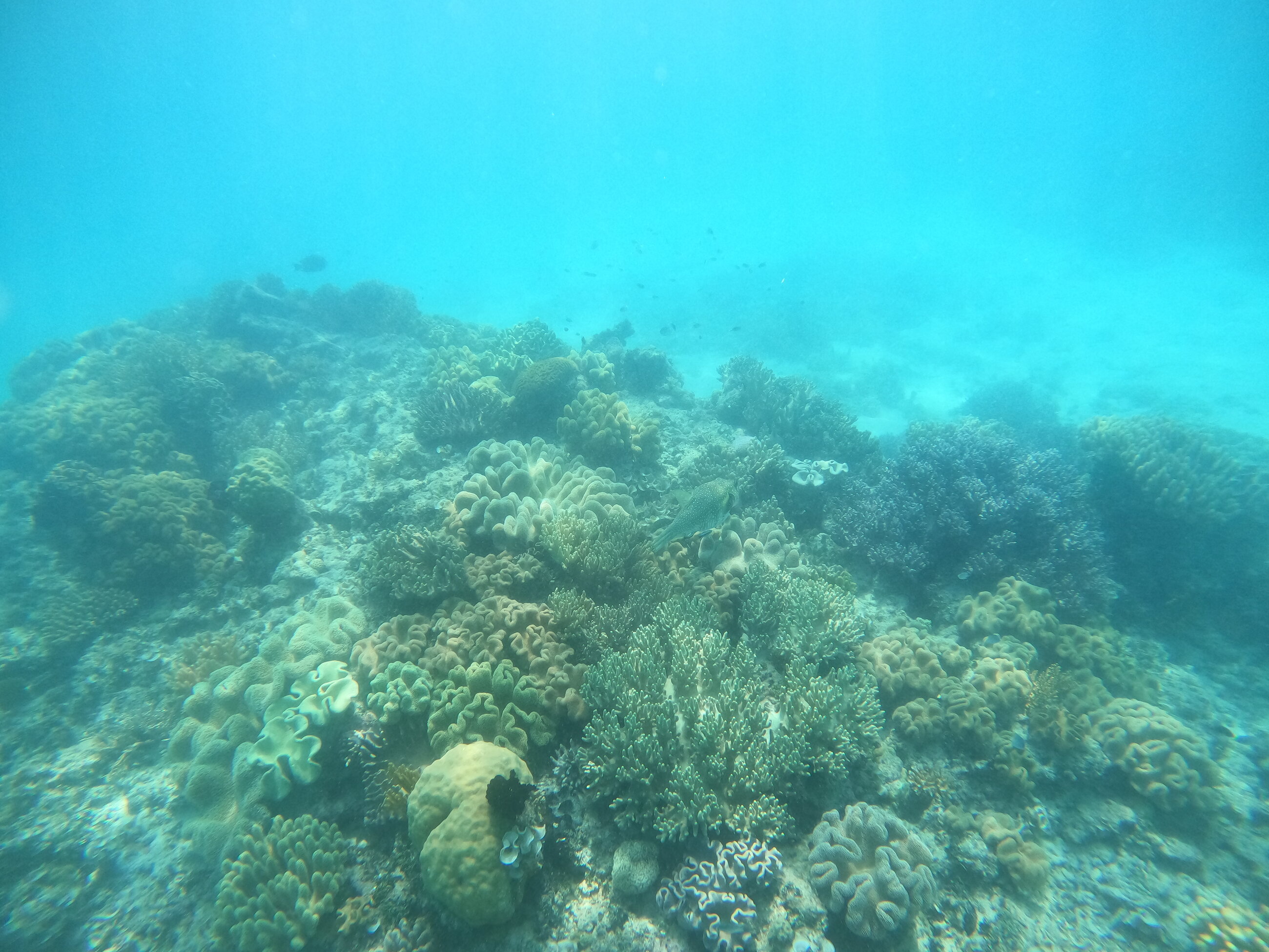 Scuba Diving in the Great Barrier Reef