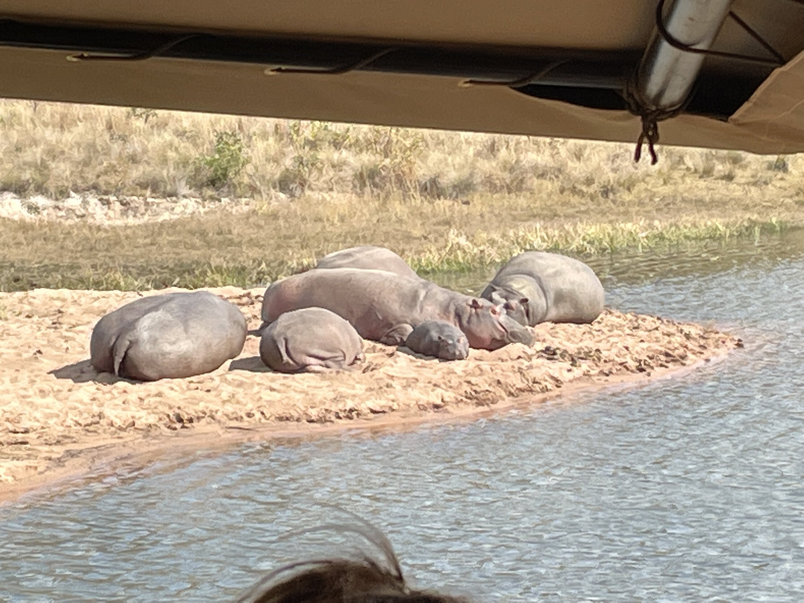 Hippos