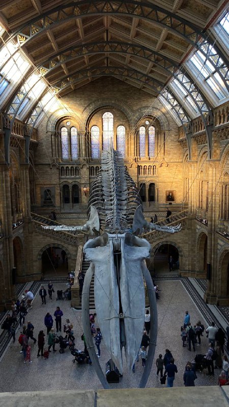 Natural History Museum 