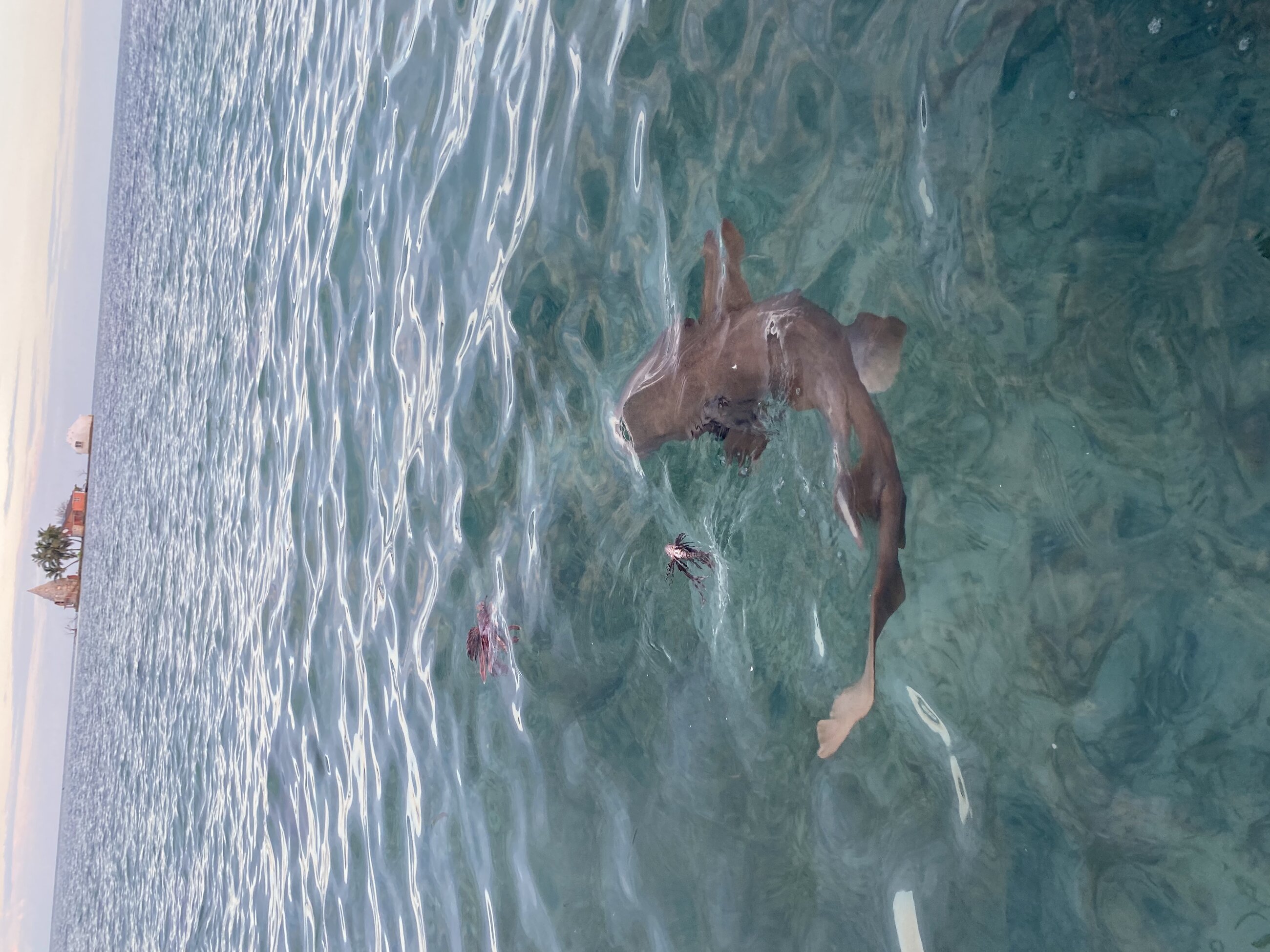 Sharks in Belize