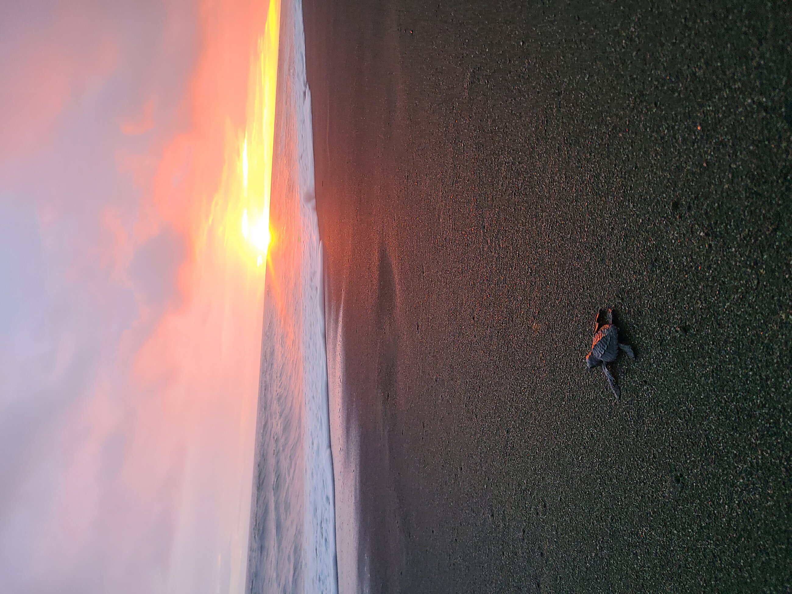 Baby turtle and sunset