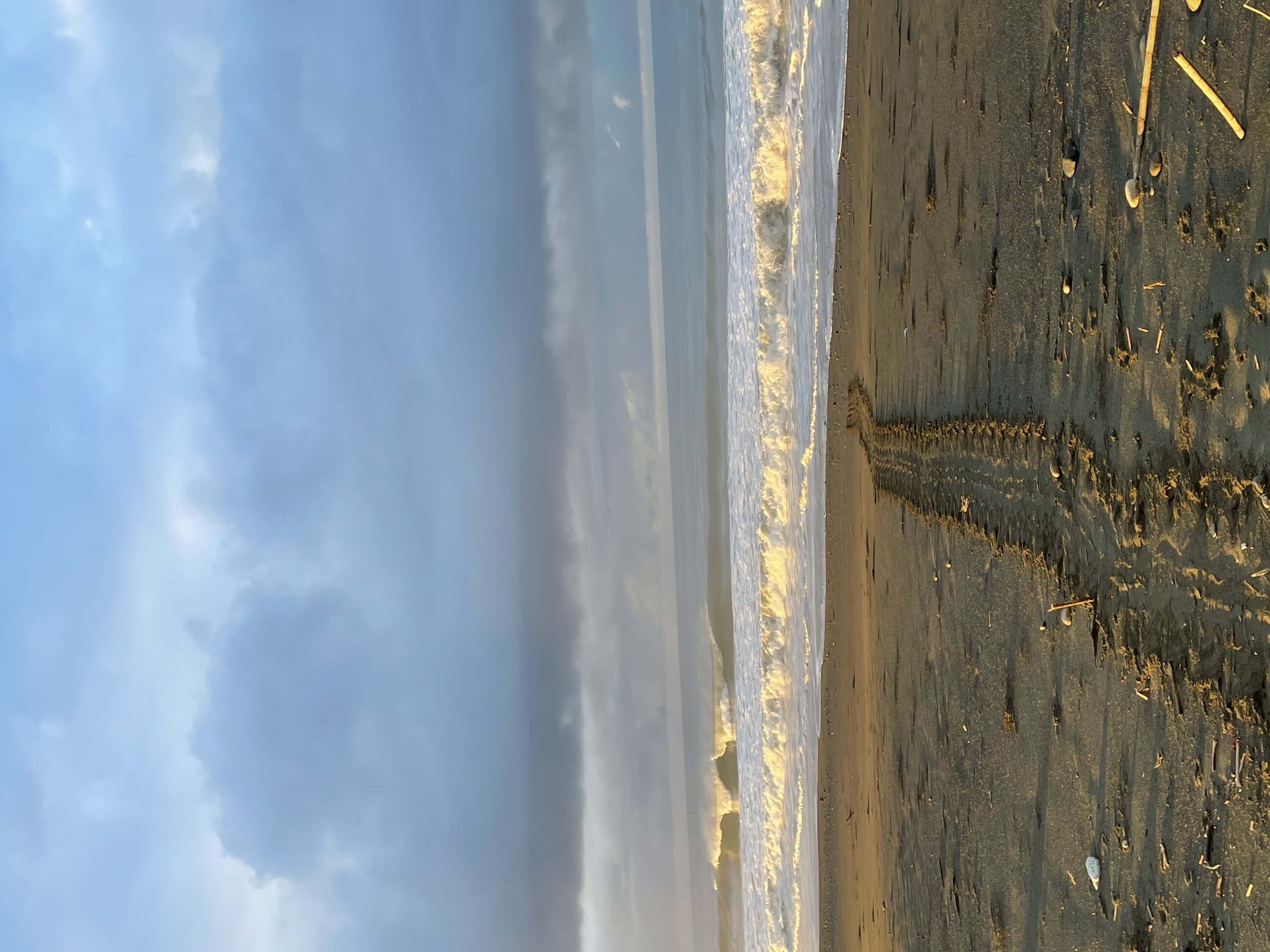 Turtle tracks with the sunrise!