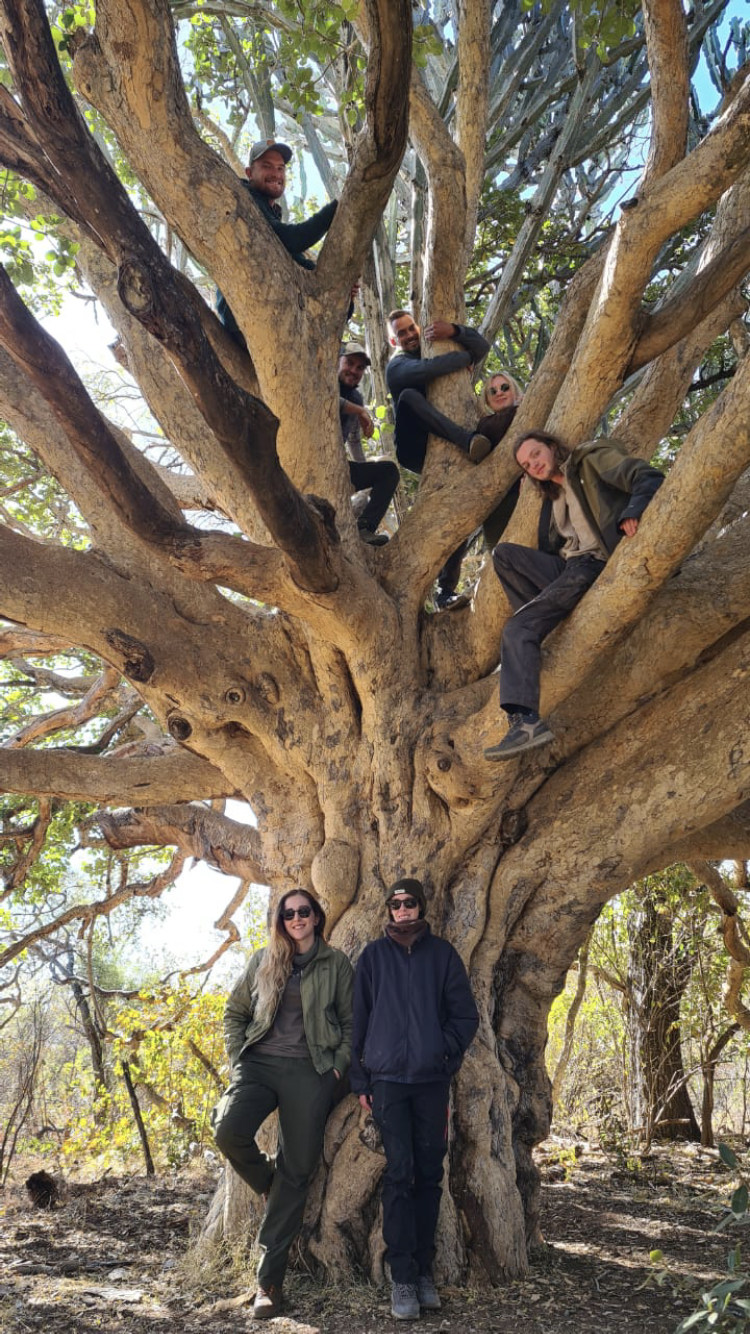 Big tree