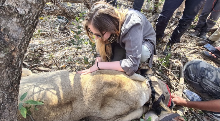 Lion intervention