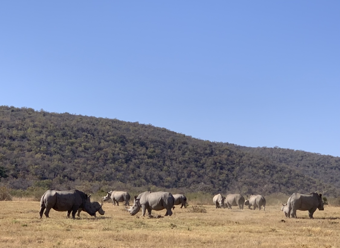 Rhino group in the reserve