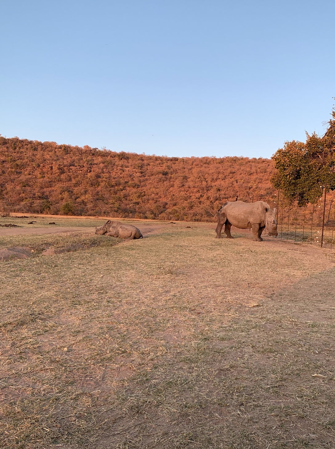 Rhino and calf at camp