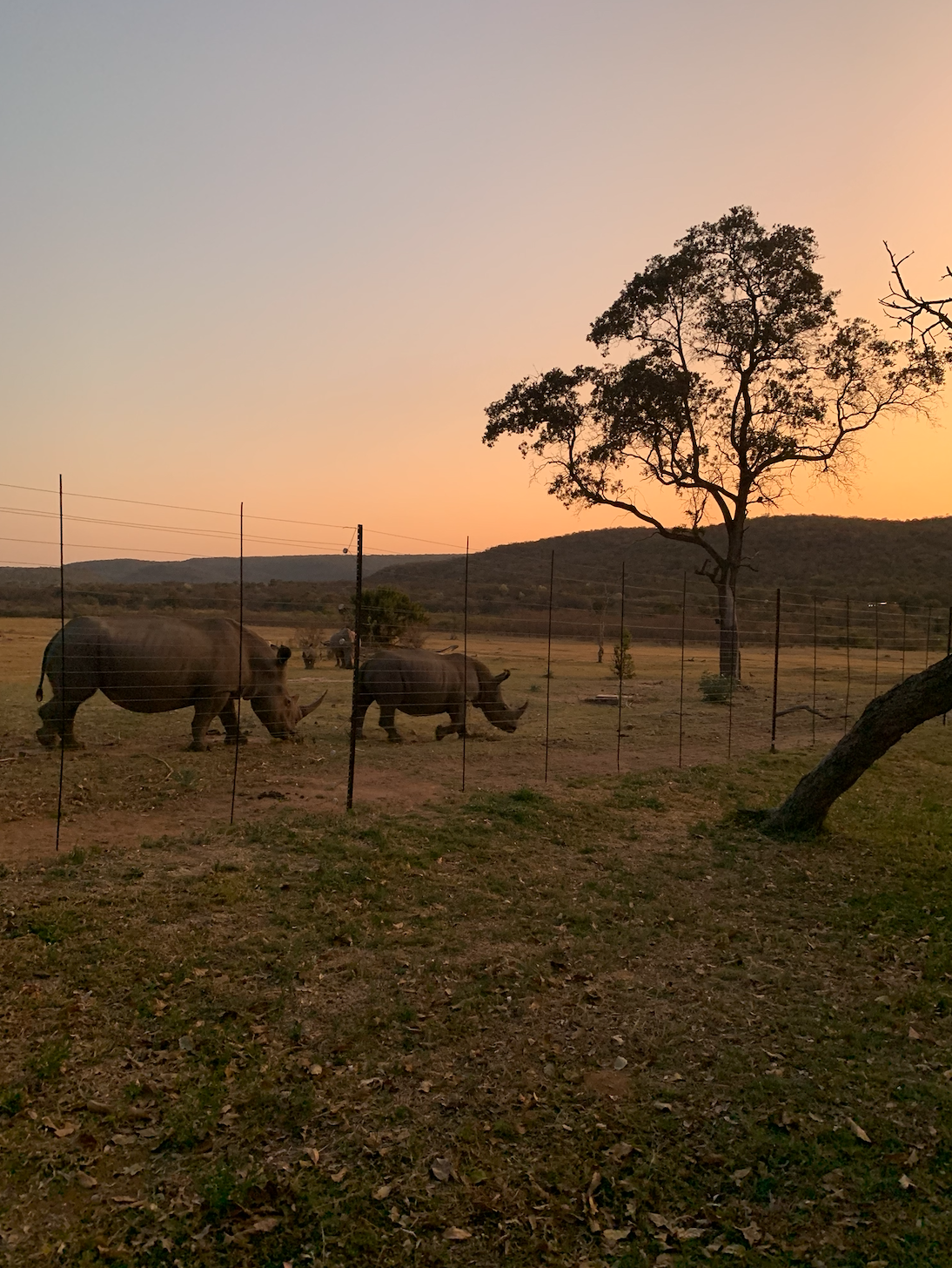 Sunset rhinos