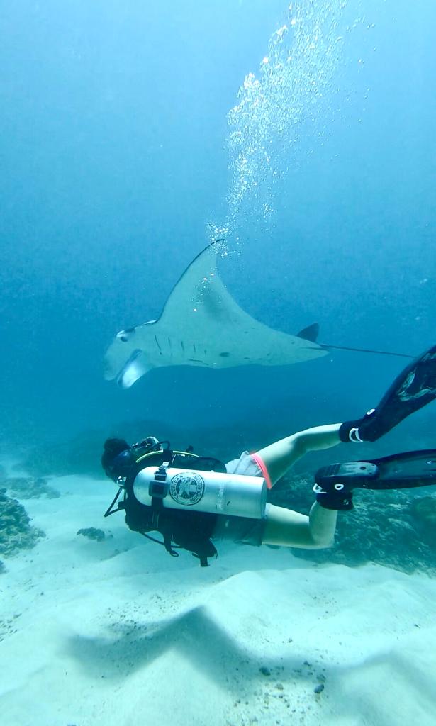 manta ray