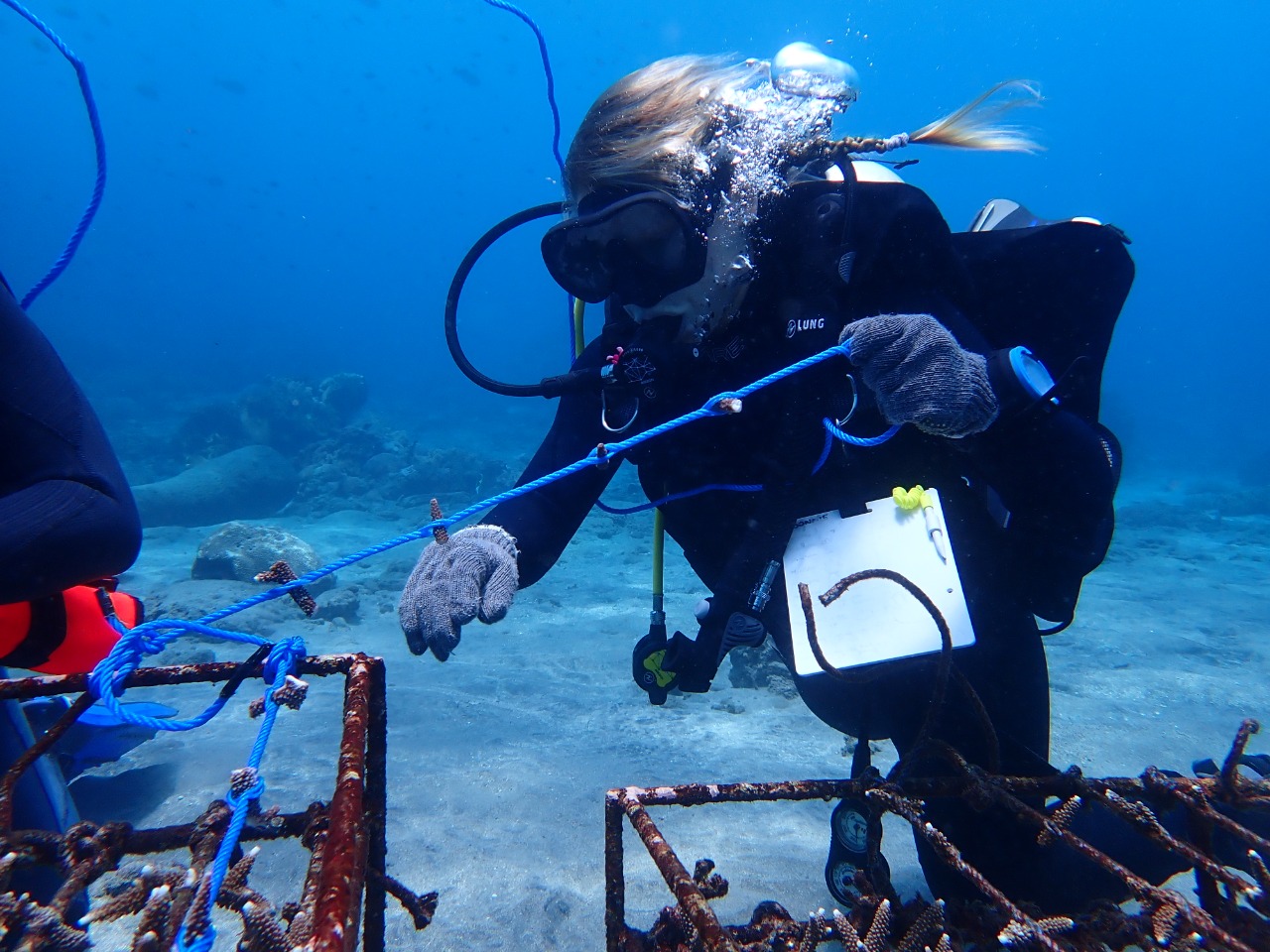 Coral restoration!