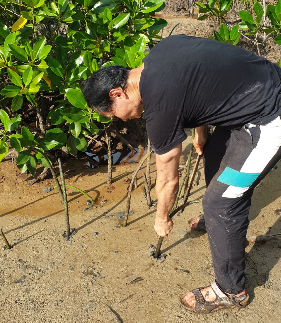 Plant seeds of mangrove trees