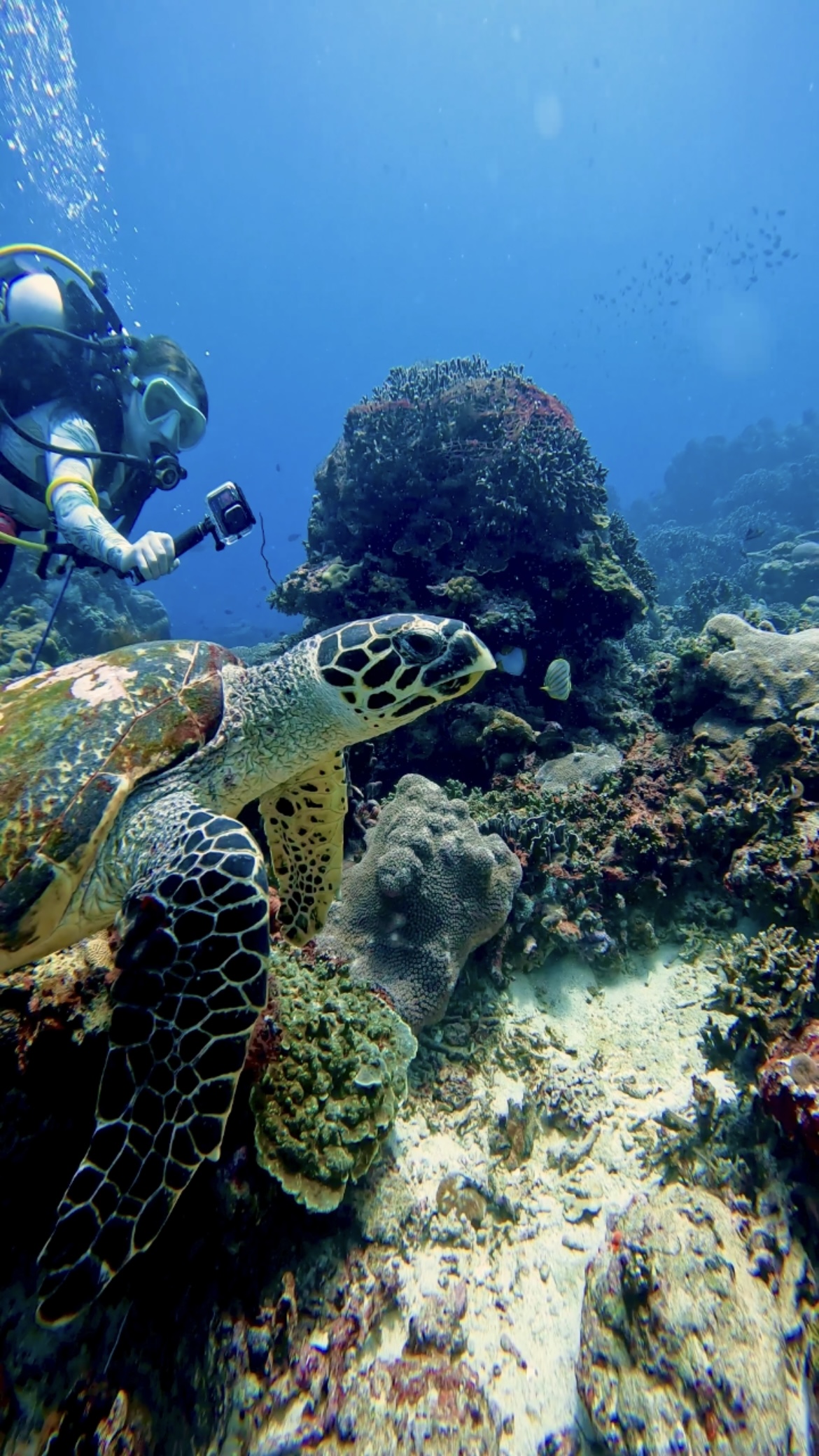 Tracking endangered Hawksbill turtles