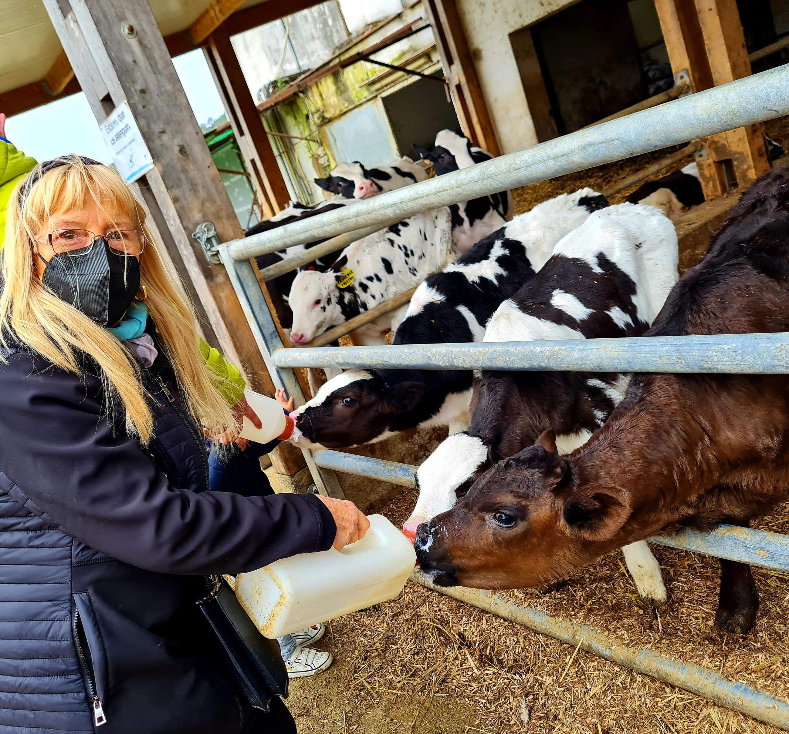 Feeding some cute calves at Can Gel