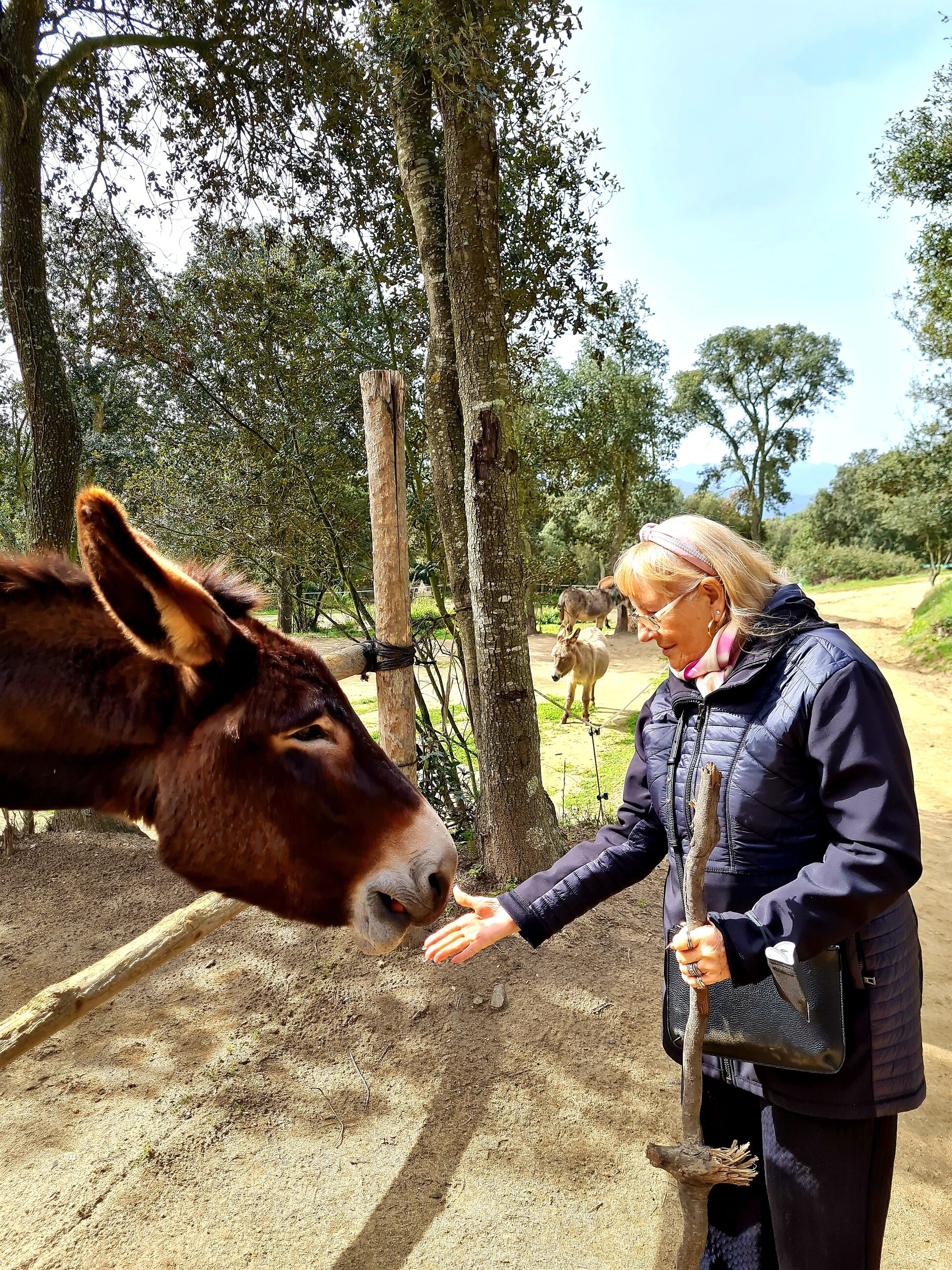 Feeding a donkey at Rukimon, a donkey reserve in the Montnege i Corredor Park