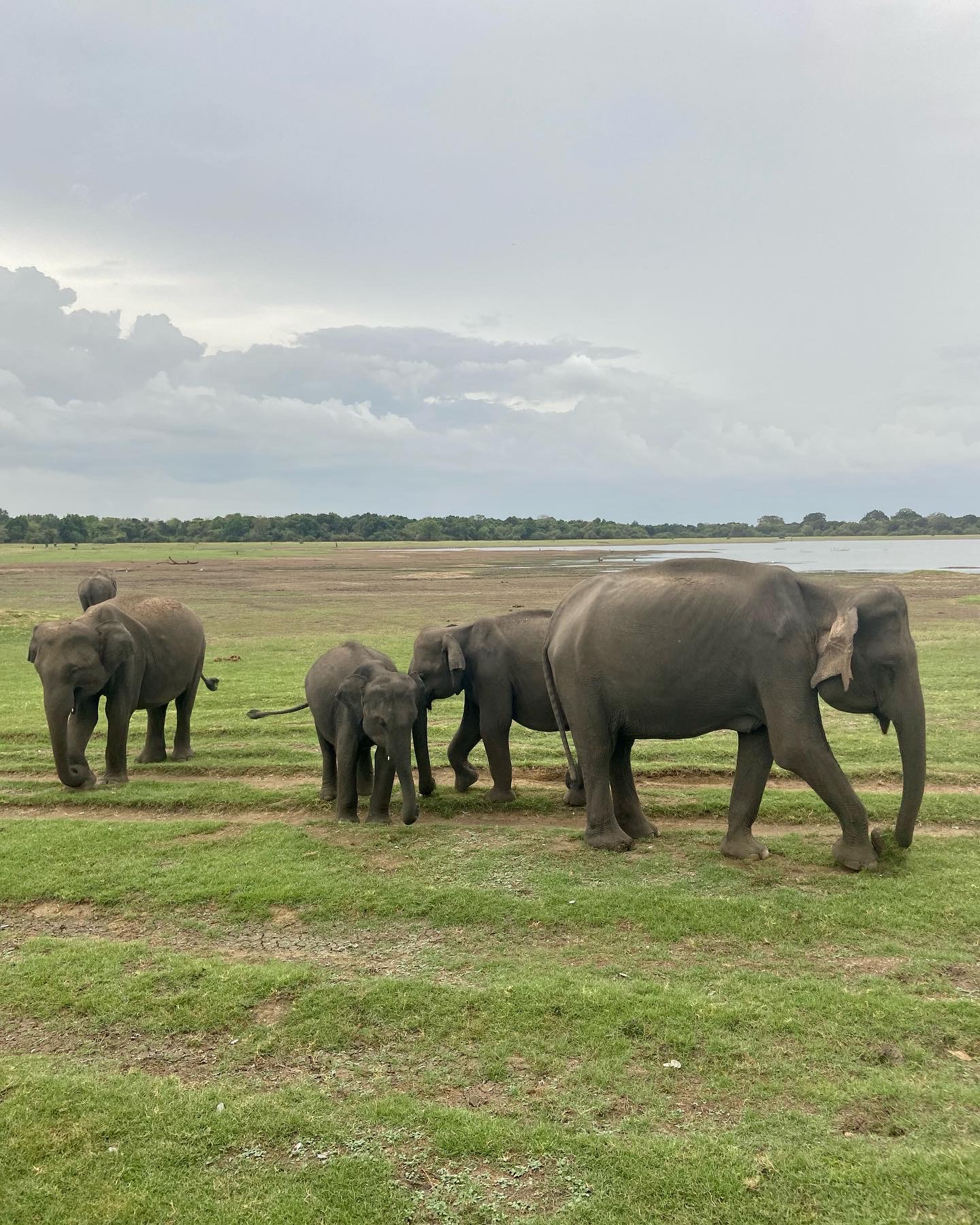 elephant safari