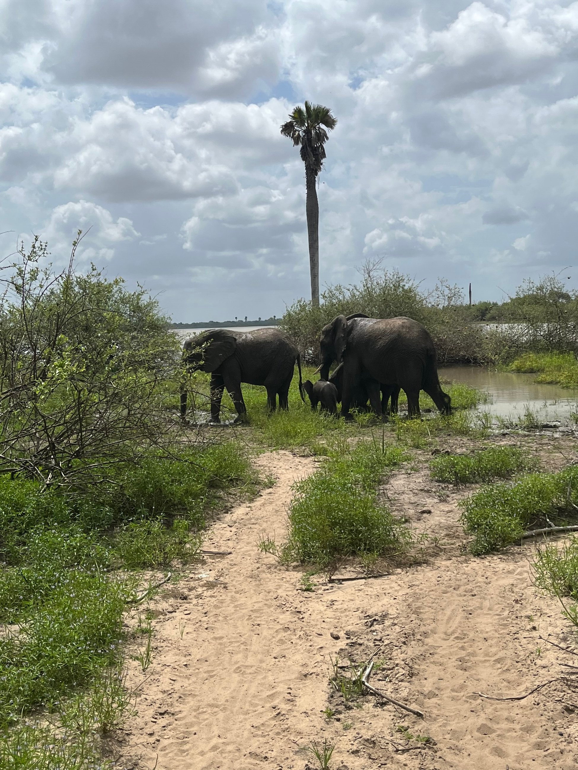 Elephant