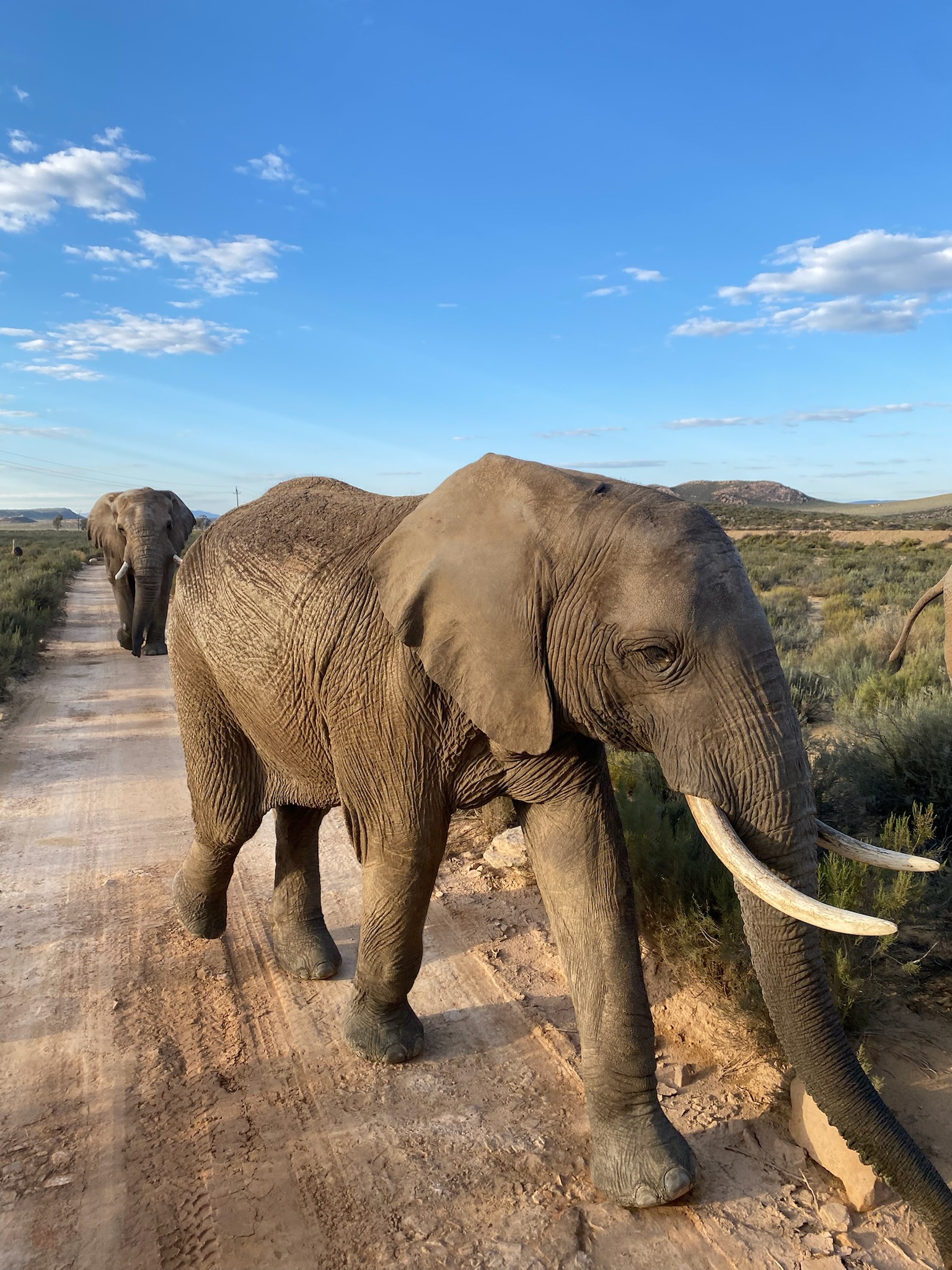 Safari