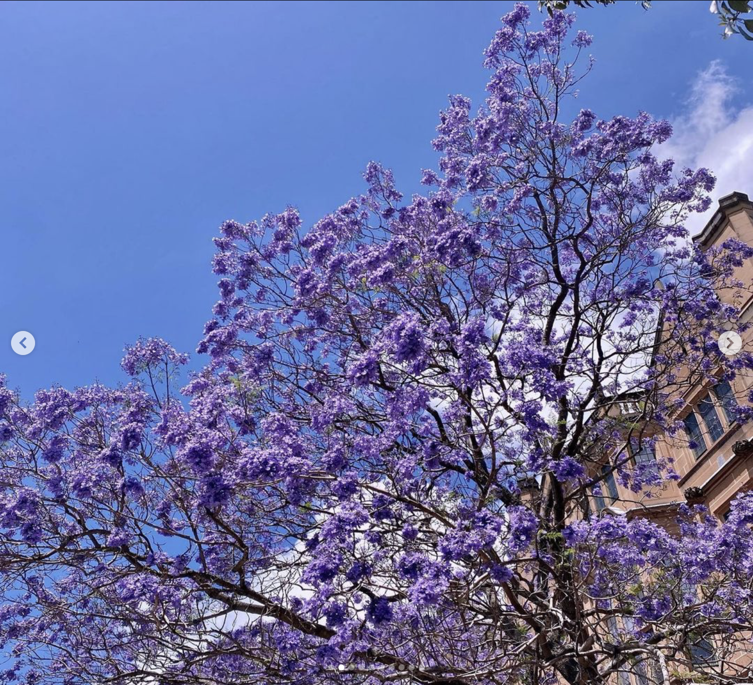 jacaranda trees on campus