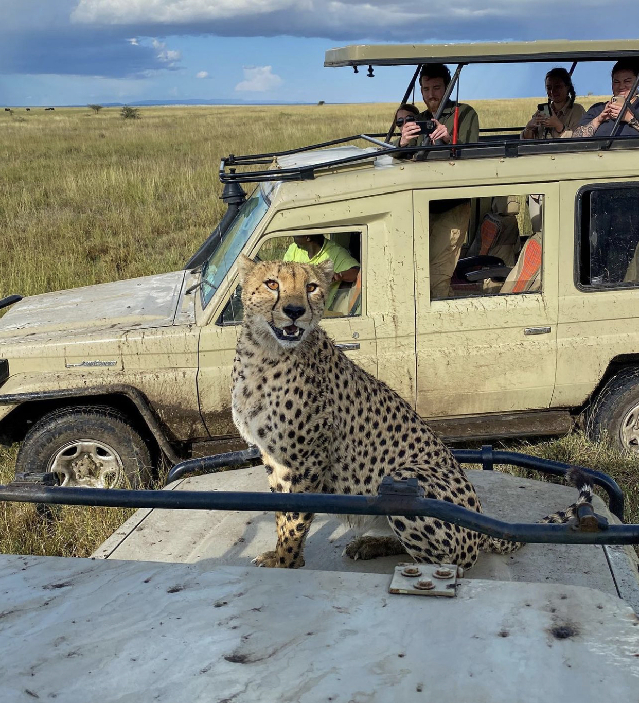 cheetah jumped on our safari truck!
