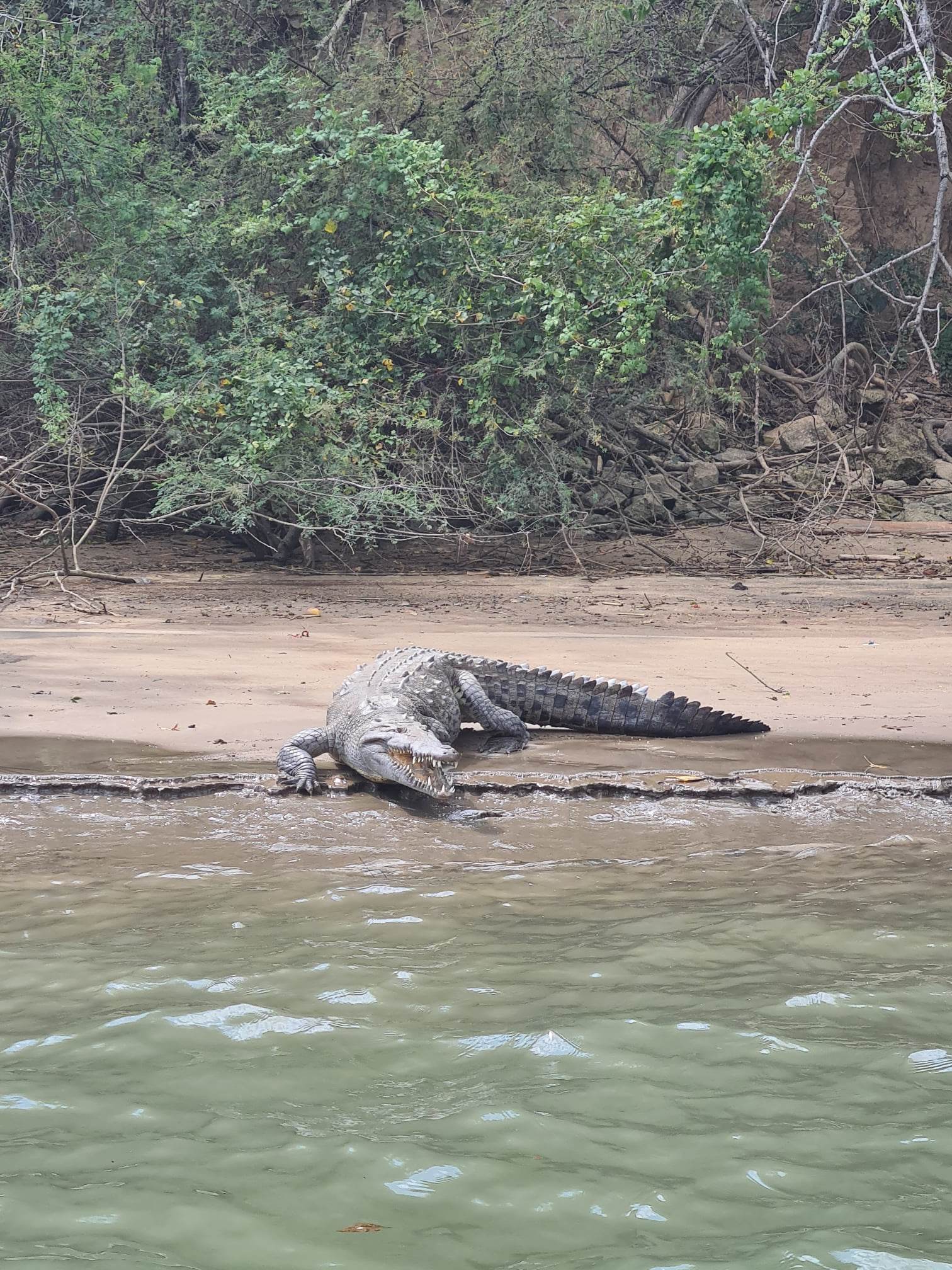 Crocodiles